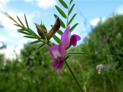 Futterwicke (Vicia sativa) in einem aufgelassenen Gartengrundstück in Brebach