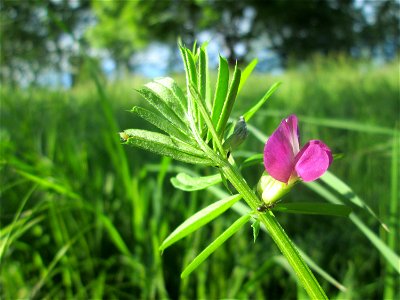 Futterwicke (Vicia sativa) an der Saar in Saarbrücken