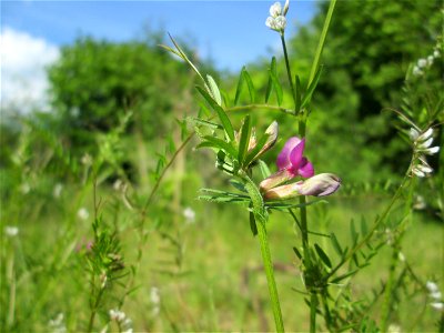 Futterwicke (Vicia sativa) und Rauhaarige Wicke (Vicia hirsuta) in einem aufgelassenen Gartengrundstück in Brebach