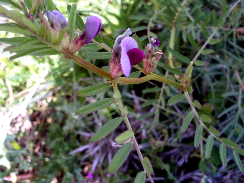 Vicia angustifolia flower close up, Dehesa Boyal de Puertollano, Spain