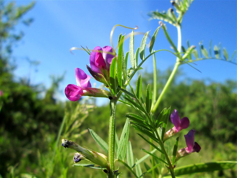 Futterwicke (Vicia sativa) in  einem aufgelassenem Schrebergarten in Brebach