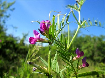Futterwicke (Vicia sativa) in  einem aufgelassenem Schrebergarten in Brebach