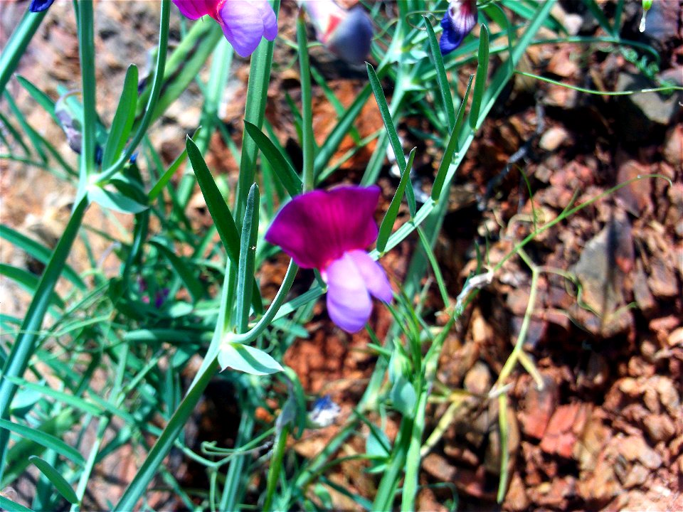 Vicia sativa flower, Sierra Madrona, Spain