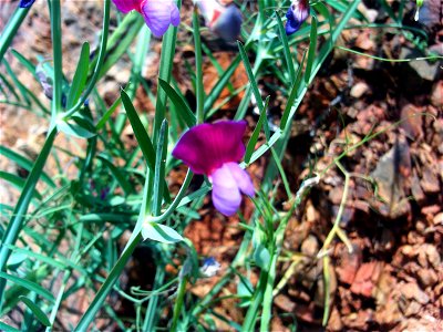 Vicia sativa flower, Sierra Madrona, Spain