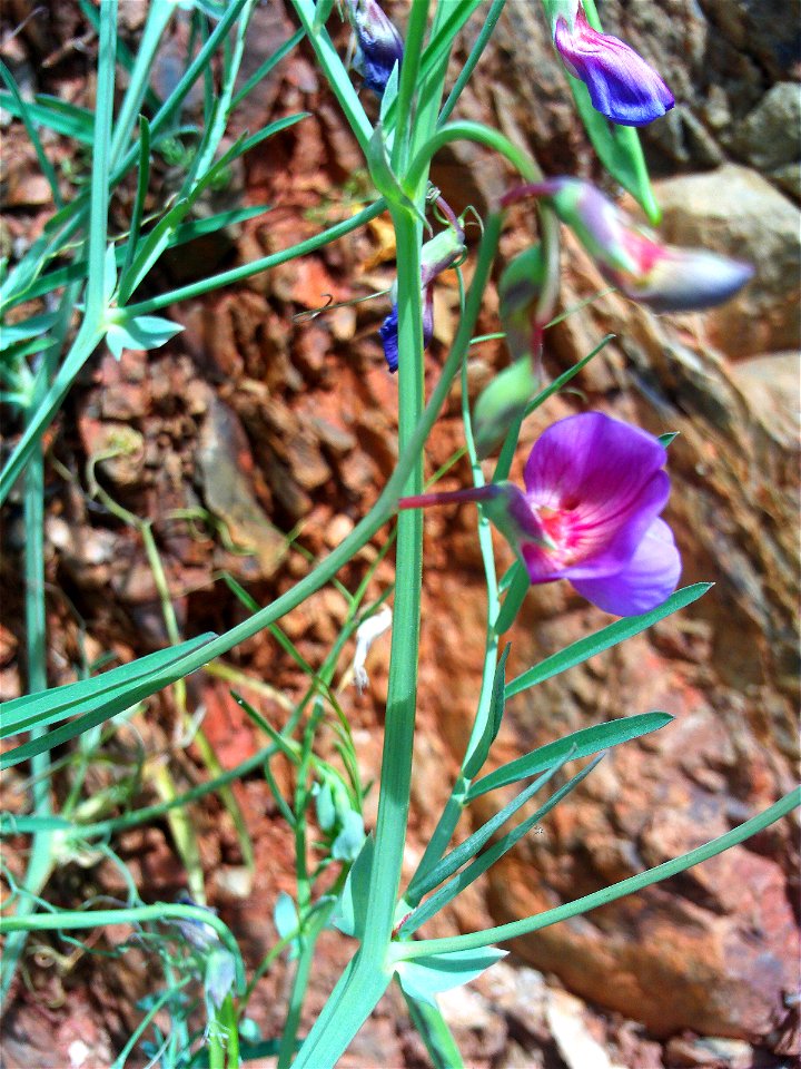Vicia sativa flowers, stems and leaves, Sierra Madrona, Spain