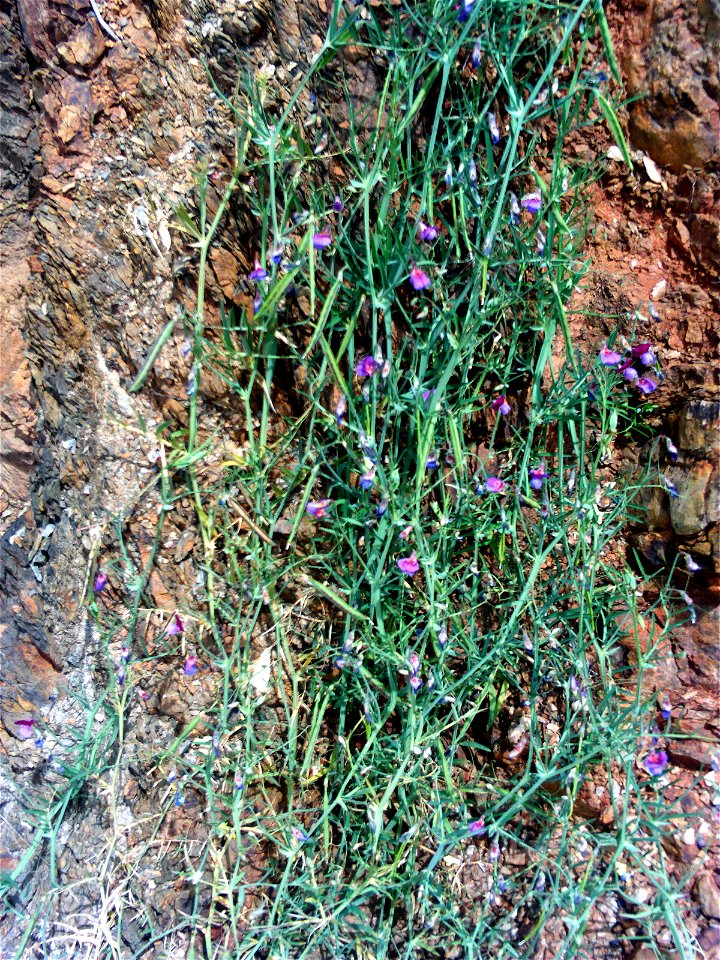 Vicia sativa habit, Sierra Madrona, Spain