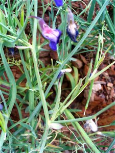 Vicia sativa pod stem and leaves, Sierra Madrona, Spain