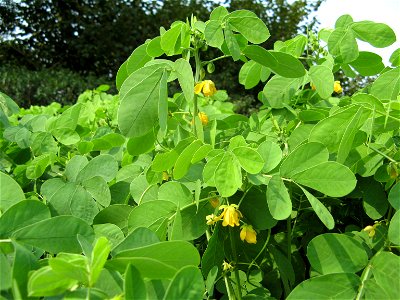 Senna obtusifolia
