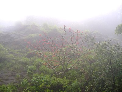 A red-flowering tree, tentatively identified as the Indian Coral Tree (Erythrina variegata), growing near Agumbe in Karnataka, India.
