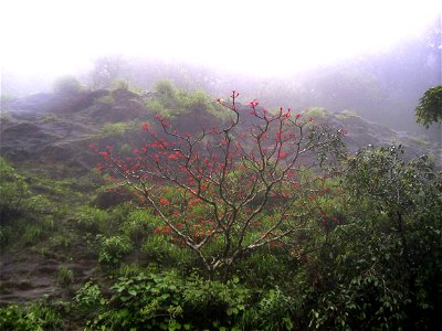 A red-flowering tree, tentatively identified as the Indian Coral Tree (Erythrina variegata), growing near Agumbe in Karnataka, India.  This version has been retouched to improve contrast and de-emphas