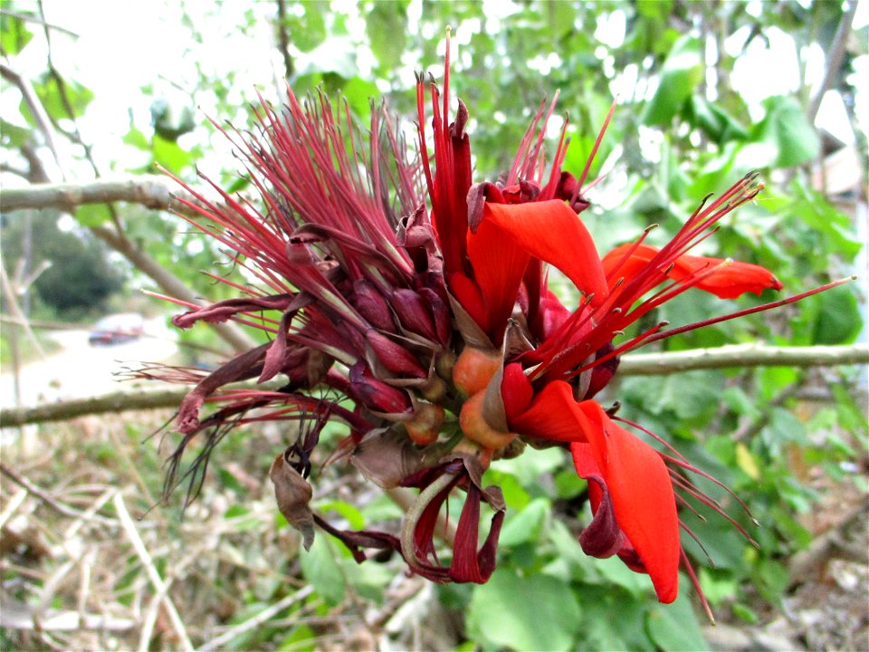 Inflorescence of an Indian coral tree (Erythrina variegata) in Ereke, northeastern Buton Island, Southeast Sulawesi, Indonesia