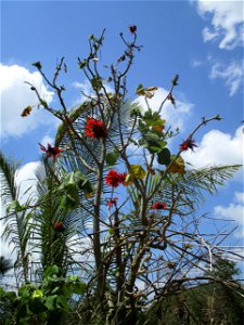 An Indian coral tree (Erythrina variegata) in the town of Ereke, northeastern Buton Island, Southeast Sulawesi, Indonesia. This picture was taken in the middle of the dry season.