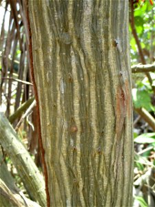 Trunk of an Indian coral tree (Erythrina variegata) in the town of Ereke, northeastern Buton Island, Southeast Sulawesi, Indonesia