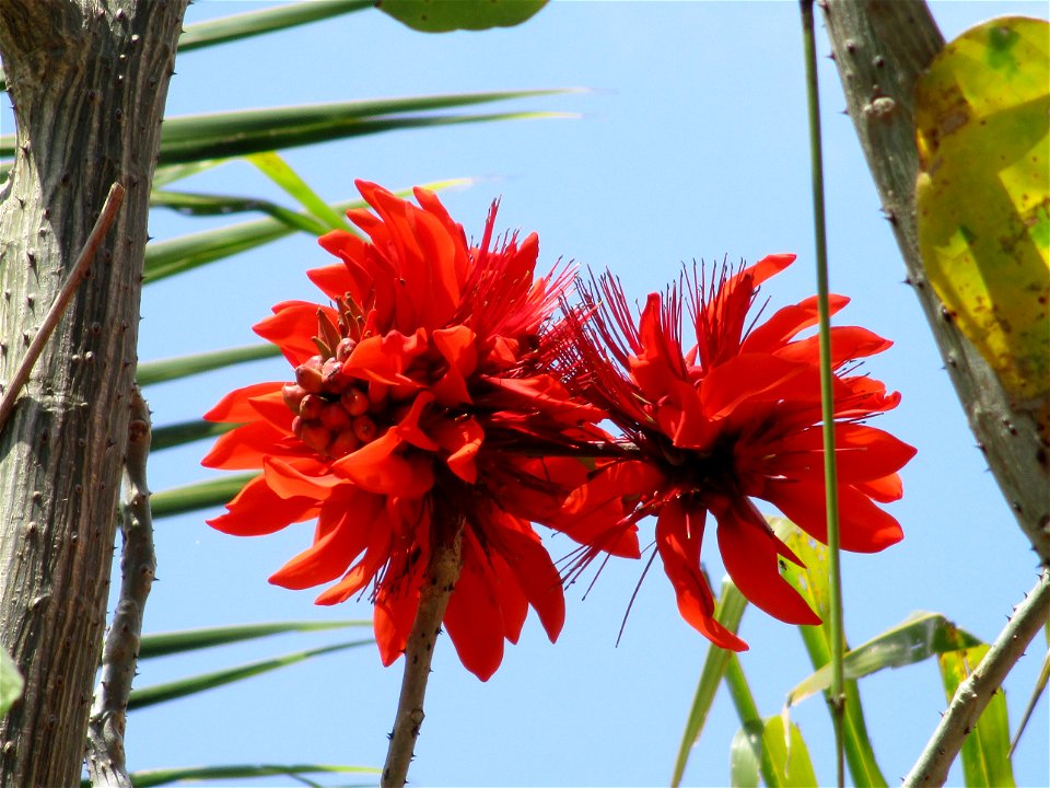 Inflorescences of an Indian coral tree (Erythrina variegata) in Ereke, northeastern Buton Island, Southeast Sulawesi, Indonesia