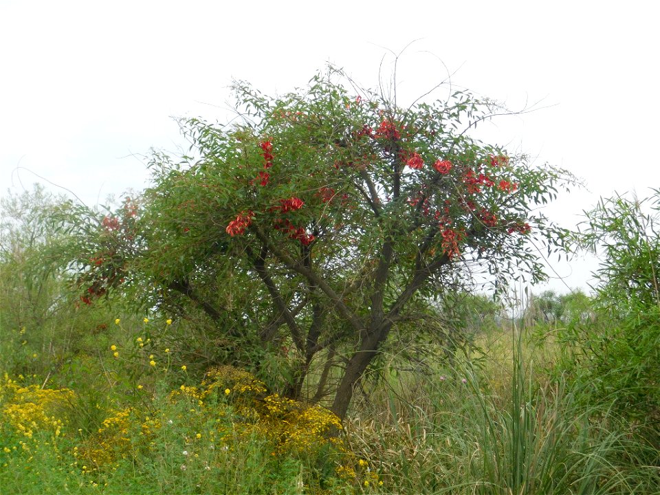 Cockspur coral tree (Erythrina crista-galli)