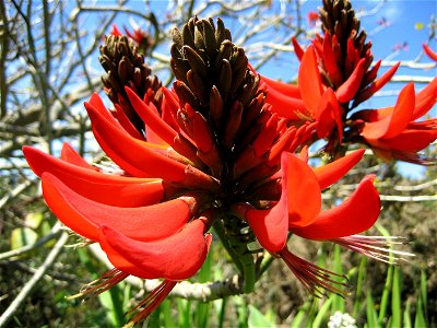 Erythrina ×sykesii (Coral tree) in flower, Auckland, New Zealand, 6 October 2006 photo