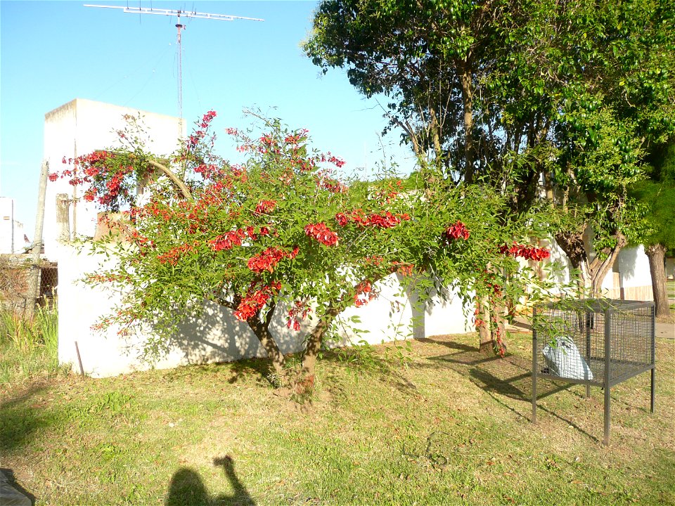 Erythrina crista-galli, "ceibo".
Fortín Olavarría town, Buenos Aires province, Argentina.