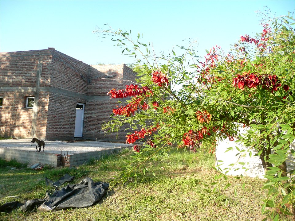 Erythrina crista-galli, "ceibo".
Fortín Olavarría town, Buenos Aires province, Argentina.