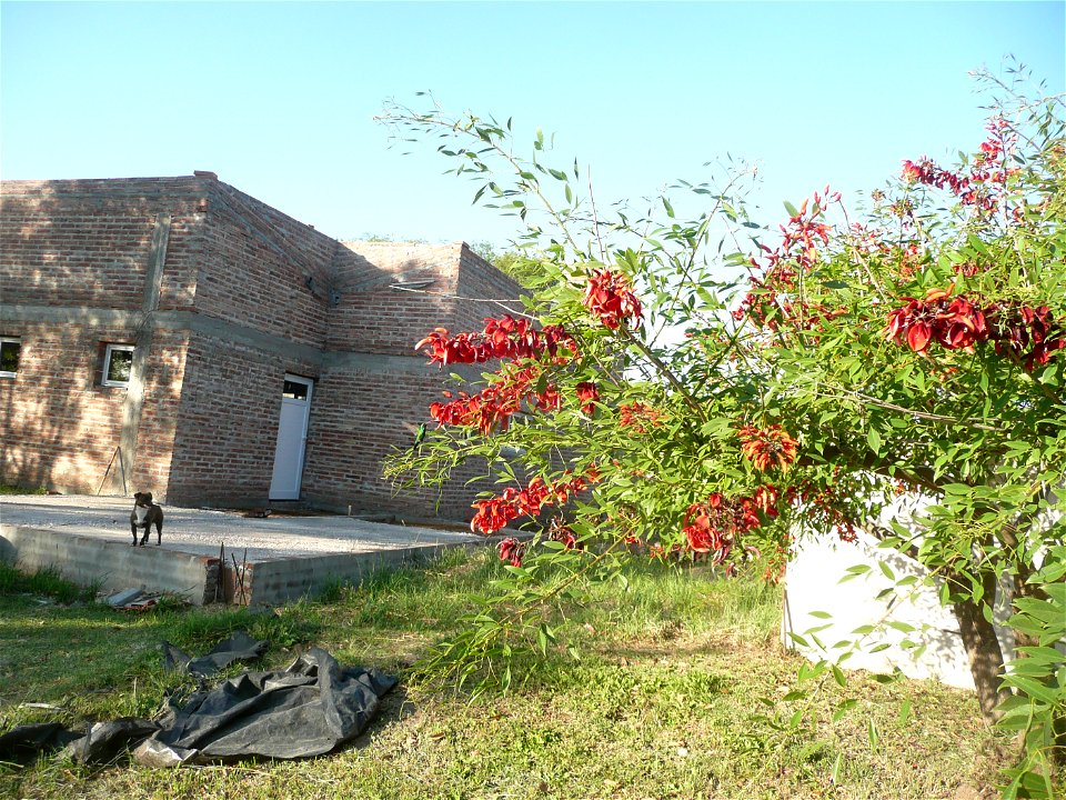Erythrina crista-galli, "ceibo".
Fortín Olavarría town, Buenos Aires province, Argentina.