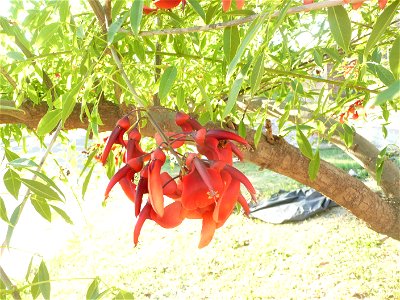 Erythrina crista-galli, "ceibo". And bees (Apoidea)
Fortín Olavarría town, Buenos Aires province, Argentina.