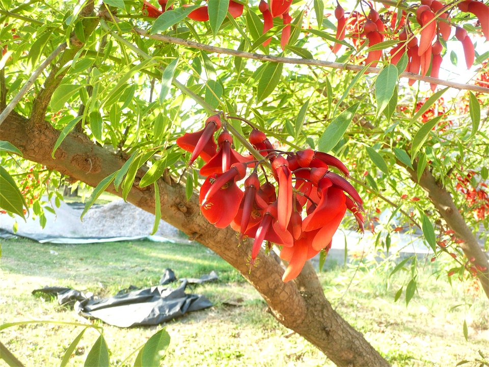 Erythrina crista-galli, "ceibo".
Fortín Olavarría town, Buenos Aires province, Argentina.
