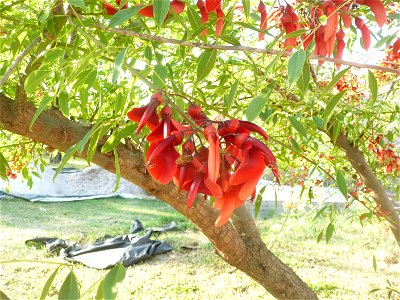 Erythrina crista-galli, "ceibo".
Fortín Olavarría town, Buenos Aires province, Argentina.
