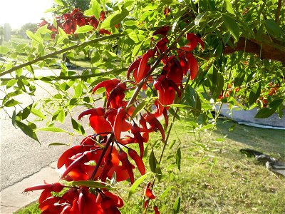 Erythrina crista-galli, "ceibo".
Fortín Olavarría town, Buenos Aires province, Argentina.