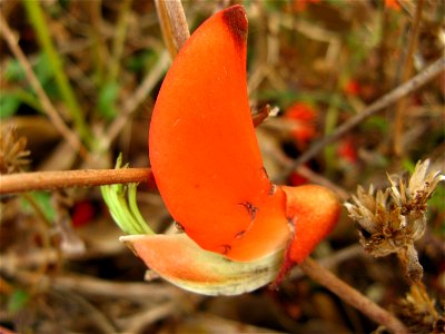 flor de suina. mococa sp