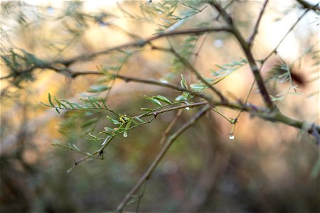 NPS / Emily Hassell

Alt text: Water droplets hang from the leaves of a mesquite twig.