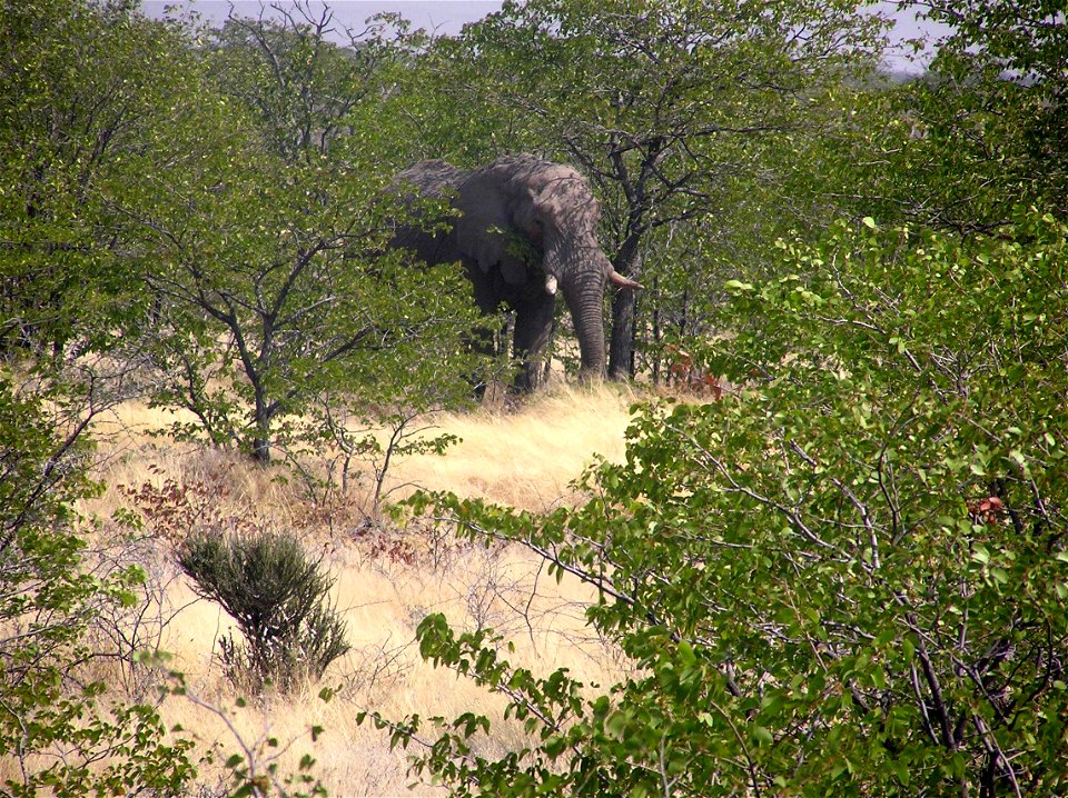 elefantes entre Halali y Namutoni en Etosha