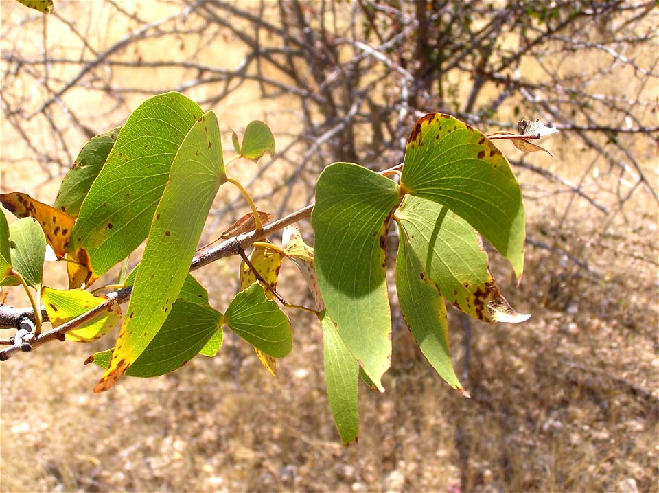 Leaves of mopane (also known as balsam tree; Colophospermum mopane)