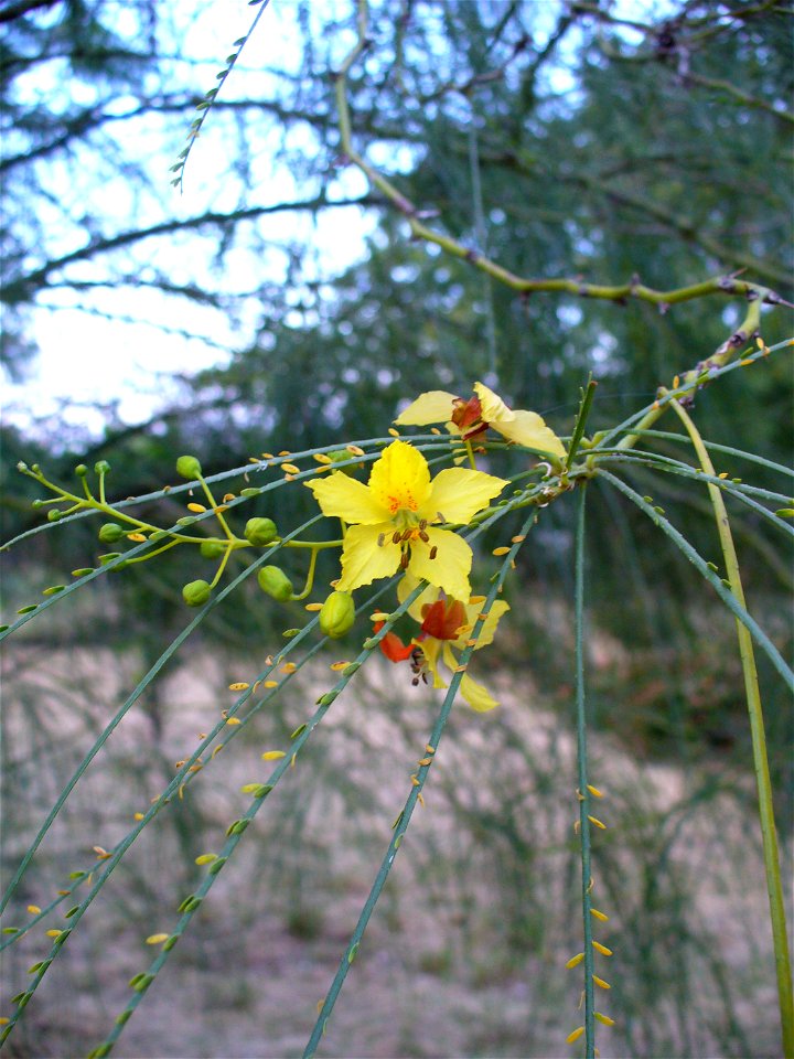 Parkinsonia aculeata