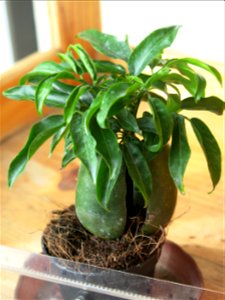 en:Castanospermum australe (Australian chestnut) seedling in a flower shop. Identified by its commercial botanic label.