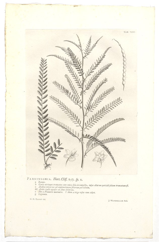 IdentificatieTitel(s): Parkinsonia aculeataParkinsonia. Hort. Cliff. 157. sp. 1 (titel op object)Objecttype: prent boekillustratie Objectnummer: RP-P-OB-61.492Catalogusreferentie: Wurzbach 7Omschrijvi