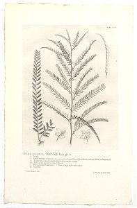 IdentificatieTitel(s): Parkinsonia aculeataParkinsonia. Hort. Cliff. 157. sp. 1 (titel op object)Objecttype: prent boekillustratie Objectnummer: RP-P-OB-61.492Catalogusreferentie: Wurzbach 7Omschrijvi photo