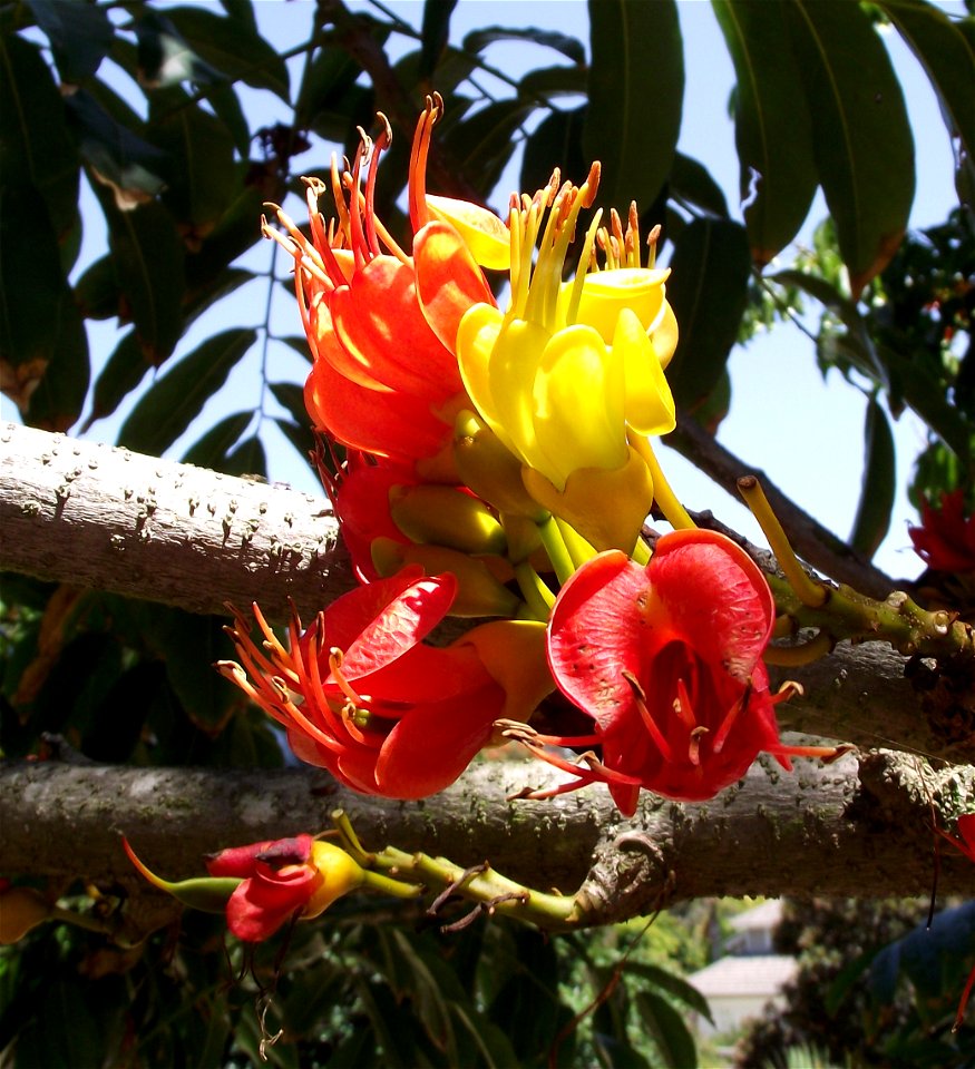 Castanospermum australe at the San Diego Botanic Garden, Encinitas, California, USA. Identified by sign.