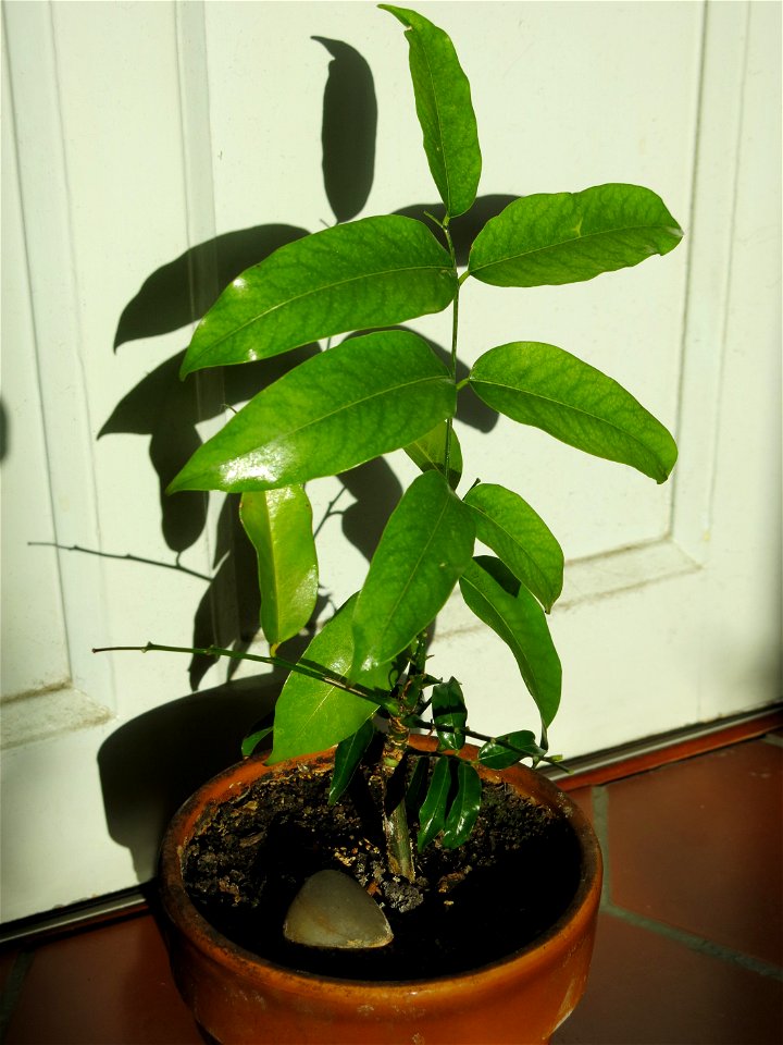 en:Castanospermum australe (Australian chestnut) seedling.