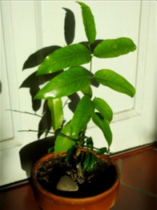 en:Castanospermum australe (Australian chestnut) seedling.