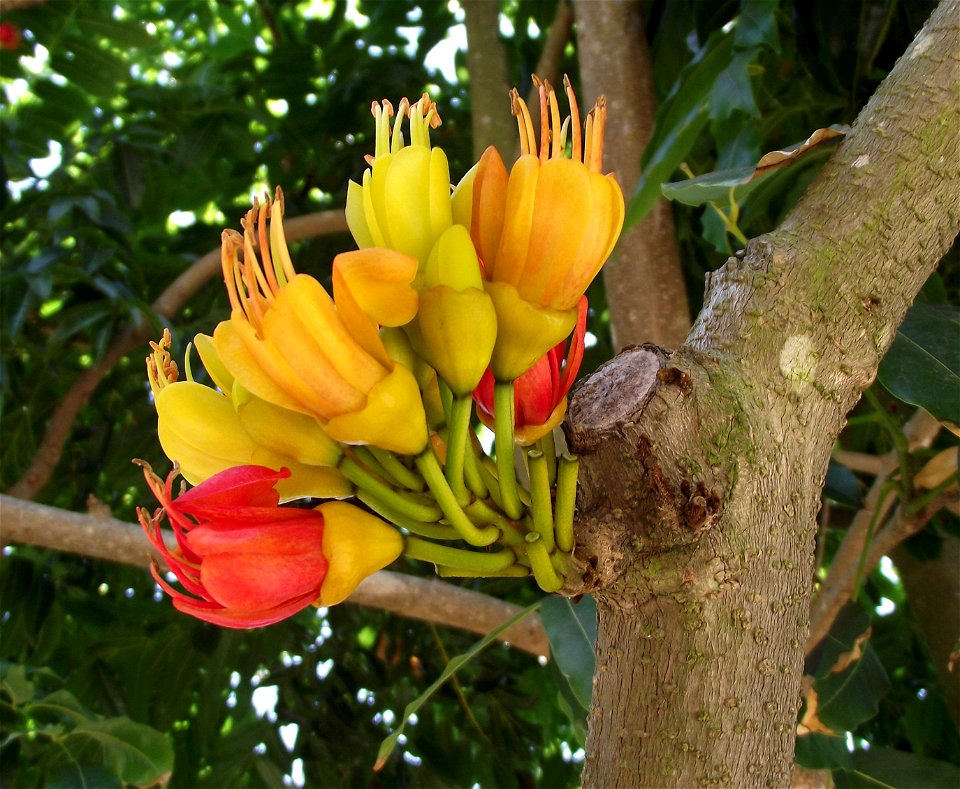 Castanospermum australe at the San Diego Botanic Garden, Encinitas, California, USA. Identified by sign.