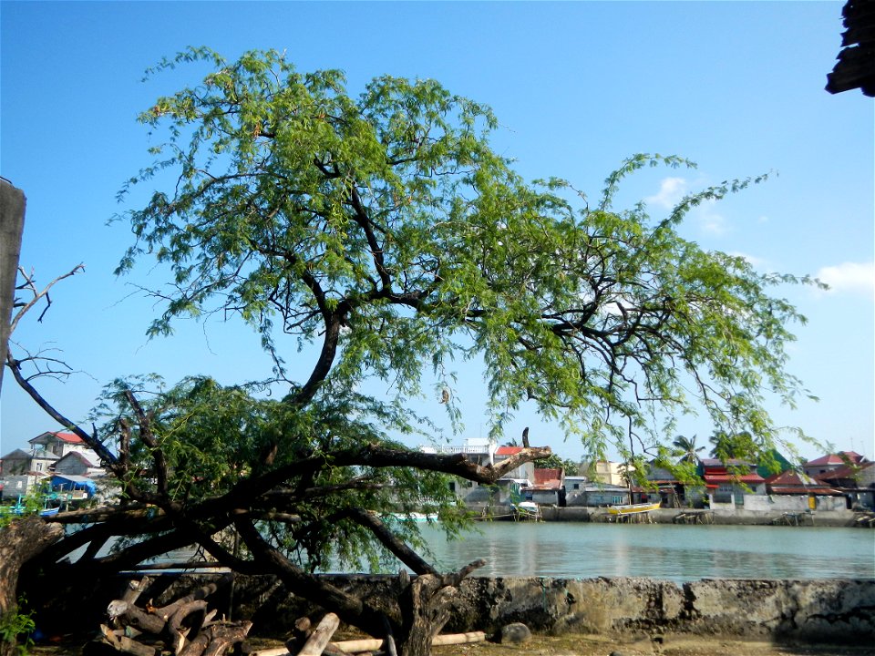 Vachellia farnesiana Aroma in Philippines, Acacia farnesiana known as Acacia farnesiana, and previously Mimosa farnesiana, commonly known as needle bush, along Balanga River banks in Barangay Tortugas