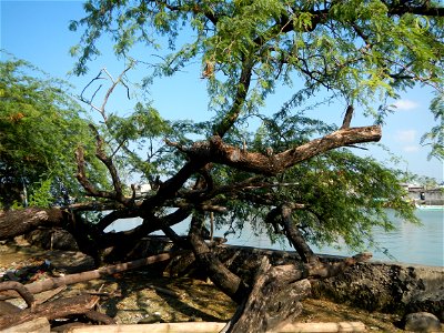Vachellia farnesiana Aroma in Philippines, Acacia farnesiana known as Acacia farnesiana, and previously Mimosa farnesiana, commonly known as needle bush, along Balanga River banks in Barangay Tortugas