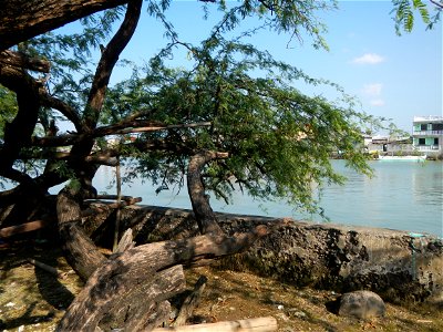 Vachellia farnesiana Aroma in Philippines, Acacia farnesiana known as Acacia farnesiana, and previously Mimosa farnesiana, commonly known as needle bush, along Balanga River banks in Barangay Tortugas