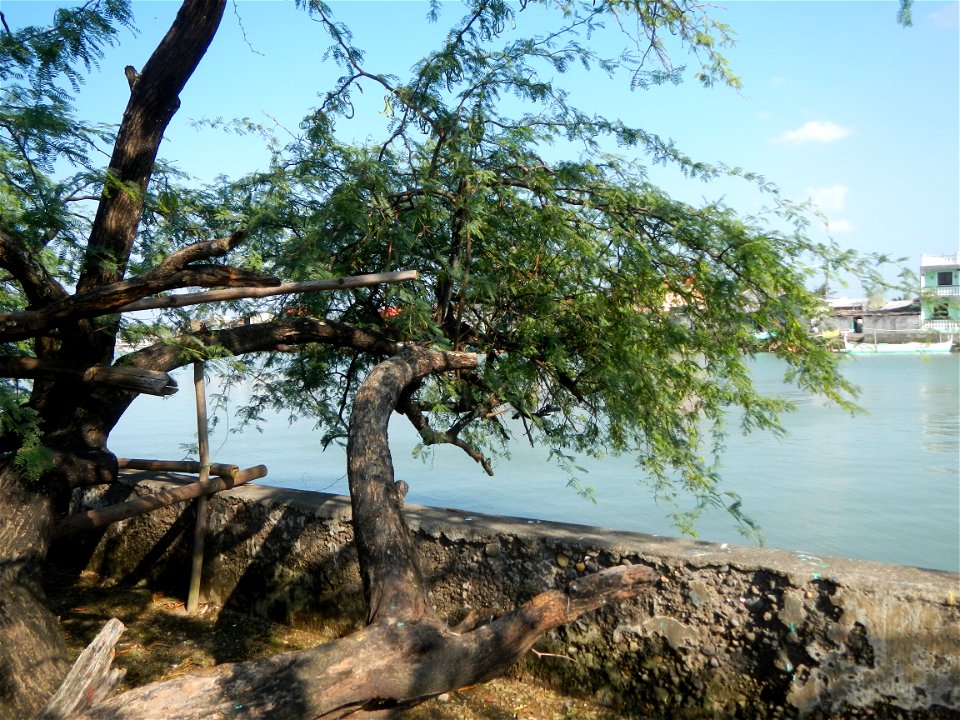 Vachellia farnesiana Aroma in Philippines, Acacia farnesiana known as Acacia farnesiana, and previously Mimosa farnesiana, commonly known as needle bush, along Balanga River banks in Barangay Tortugas