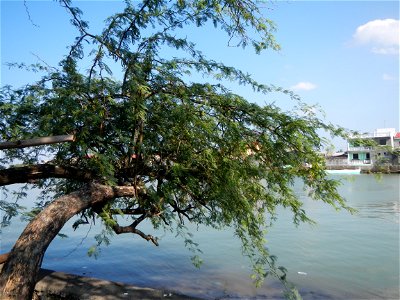 Vachellia farnesiana Aroma in Philippines, Acacia farnesiana known as Acacia farnesiana, and previously Mimosa farnesiana, commonly known as needle bush, along Balanga River banks in Barangay Tortugas