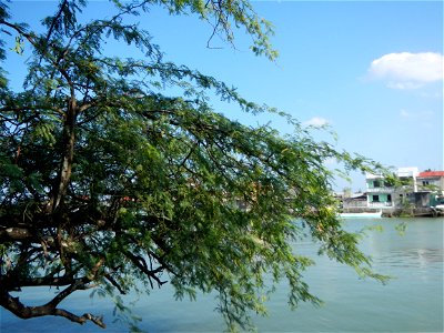 Vachellia farnesiana Aroma in Philippines, Acacia farnesiana known as Acacia farnesiana, and previously Mimosa farnesiana, commonly known as needle bush, along Balanga River banks in Barangay Tortugas