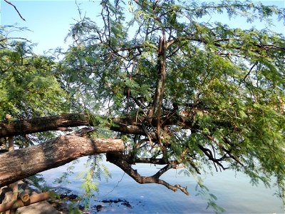 Vachellia farnesiana Aroma in Philippines, Acacia farnesiana known as Acacia farnesiana, and previously Mimosa farnesiana, commonly known as needle bush, along Balanga River banks in Barangay Tortugas