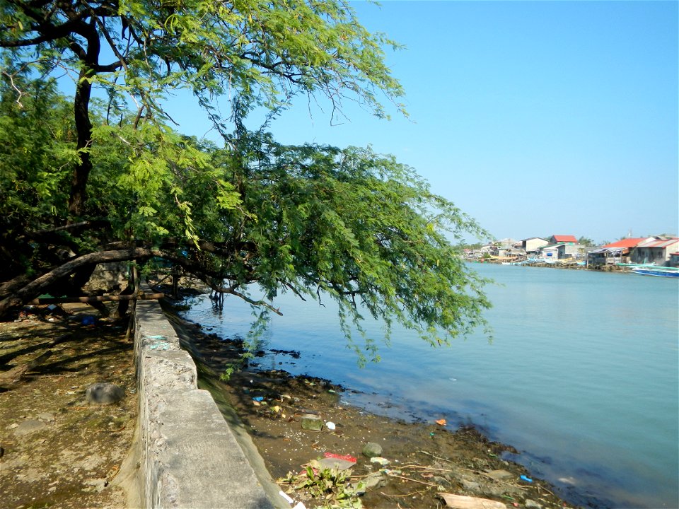 Vachellia farnesiana Aroma in Philippines, Acacia farnesiana known as Acacia farnesiana, and previously Mimosa farnesiana, commonly known as needle bush, along Balanga River banks in Barangay Tortugas