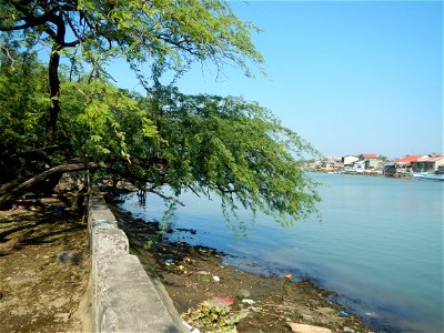 Vachellia farnesiana Aroma in Philippines, Acacia farnesiana known as Acacia farnesiana, and previously Mimosa farnesiana, commonly known as needle bush, along Balanga River banks in Barangay Tortugas
