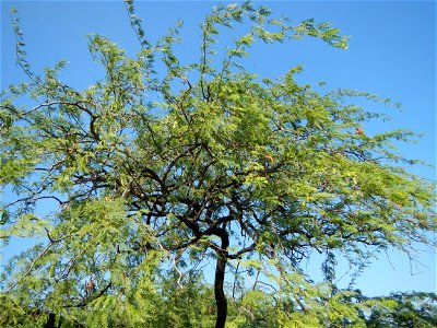 Vachellia farnesiana Aroma in Philippines, Acacia farnesiana known as Acacia farnesiana, and previously Mimosa farnesiana, commonly known as needle bush, along Balanga River banks in Barangay Tortugas