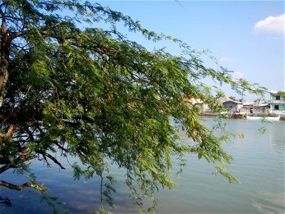 Vachellia farnesiana Aroma in Philippines, Acacia farnesiana known as Acacia farnesiana, and previously Mimosa farnesiana, commonly known as needle bush, along Balanga River banks in Barangay Tortugas